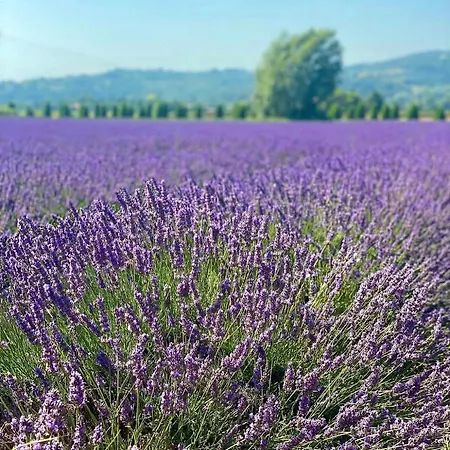 Domaine De Brancas And Petit Domaine De Brancas Beaucaire (Gard)